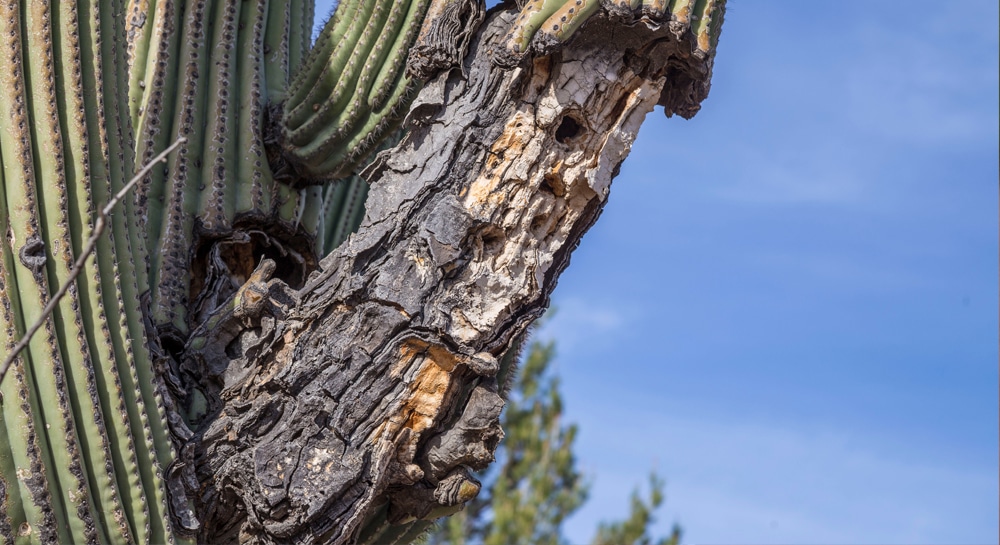 Are Cacti Susceptible To Diseases?