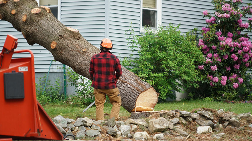 Professional-Tree-Service-Memphis-Tn-10-Warning-Signs-Youneed Professional Tree Removal Memphis Services