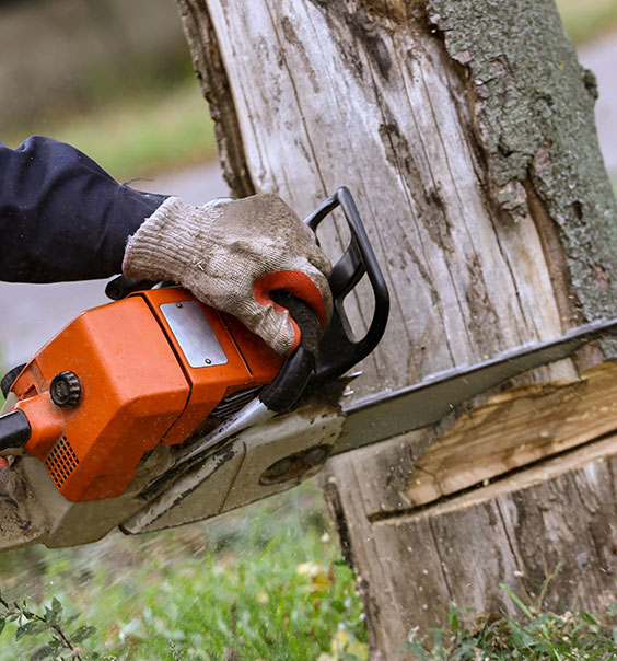 Professional Tree Removal Memphis
