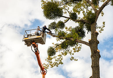 Professional Tree Removal Service In Memphis, Tn