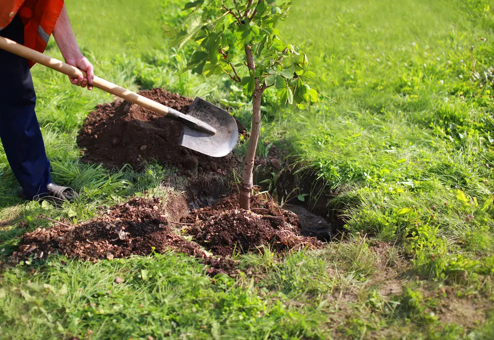 Professional Tree Fertilizer Service In Memphis Tn