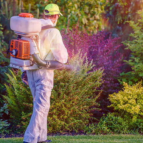 Professional Pesticide Service In Memphis Tn 