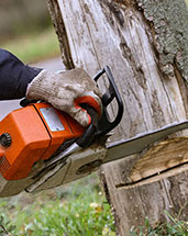 Professional Tree Service Experts In Memphis Tn 