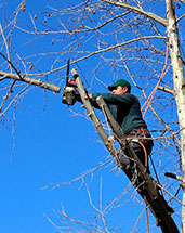 Professional Tree Service Experts In Memphis Tn